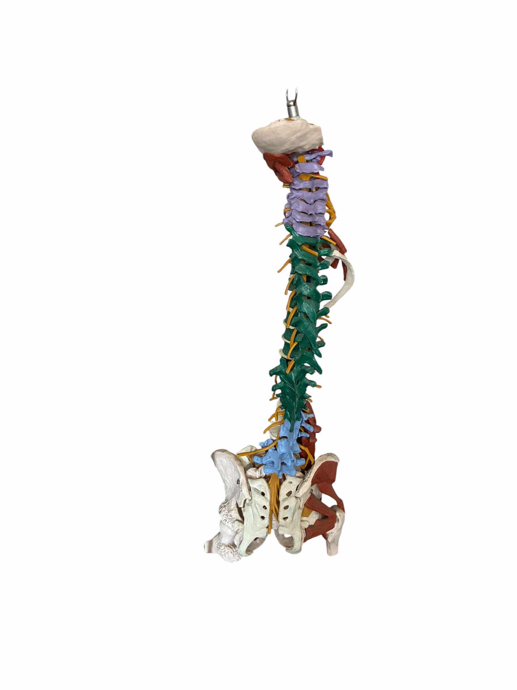 Photo 1 of SPINAL & MUSCLE MODEL W STAND H36”