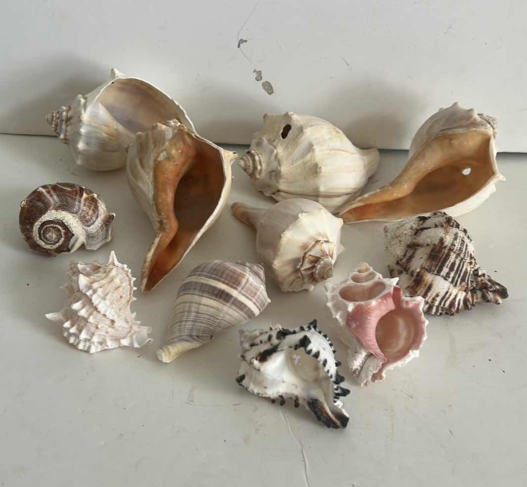 Photo 1 of SEASHELL ASSORTMENT