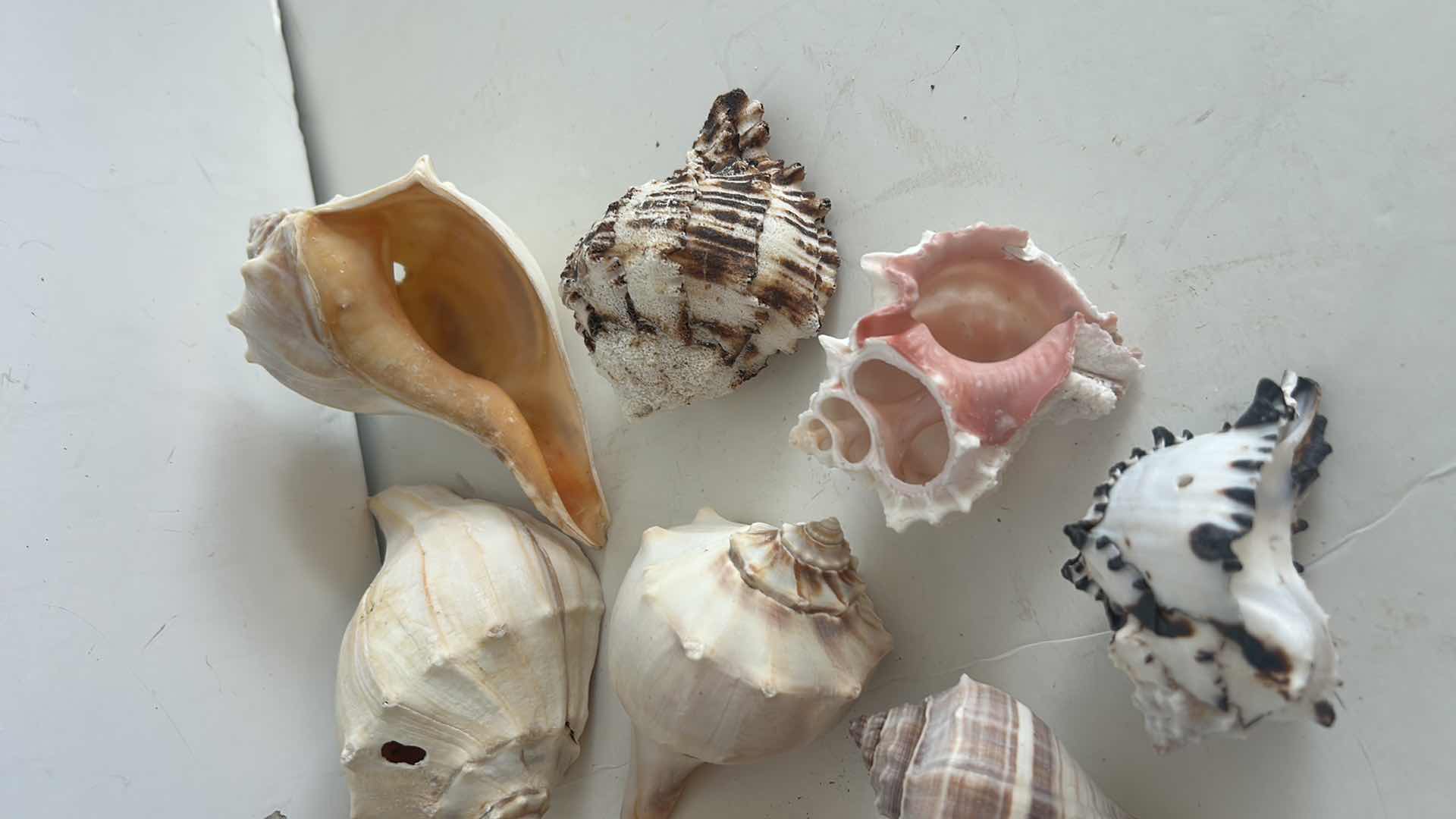 Photo 1 of SEASHELL ASSORTMENT