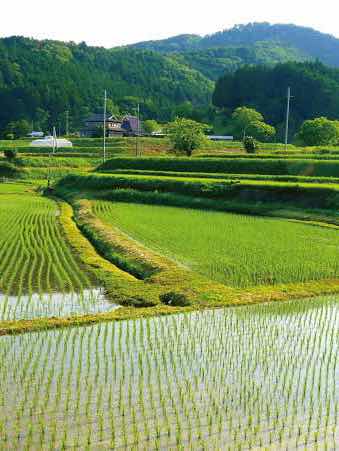 旅立ち