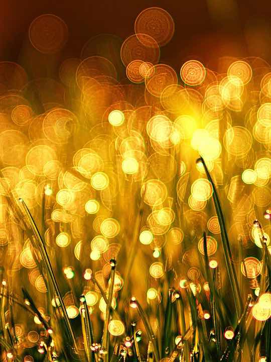 探検家と見知らぬ生物