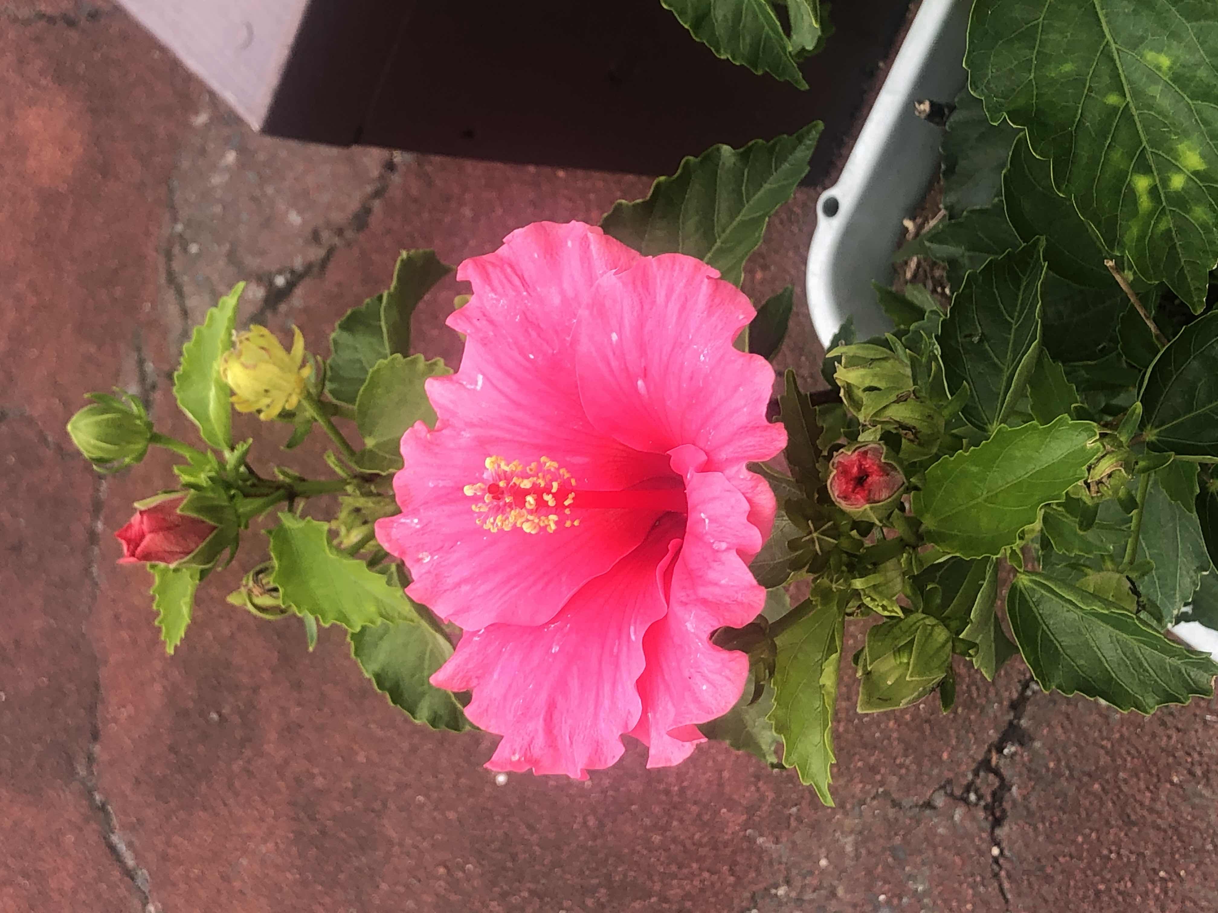 夏恋