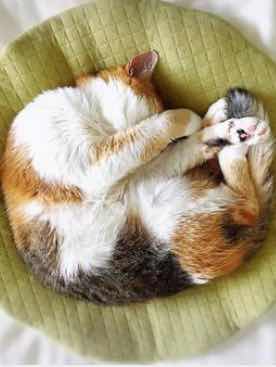 来世は猫がいい