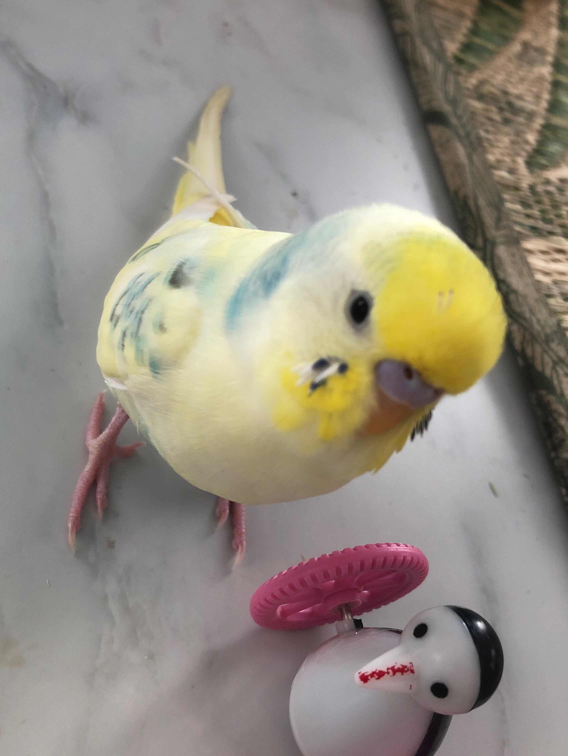 ゆずへ