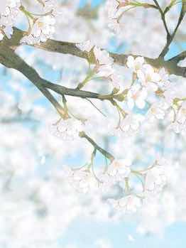 桜蝋流し