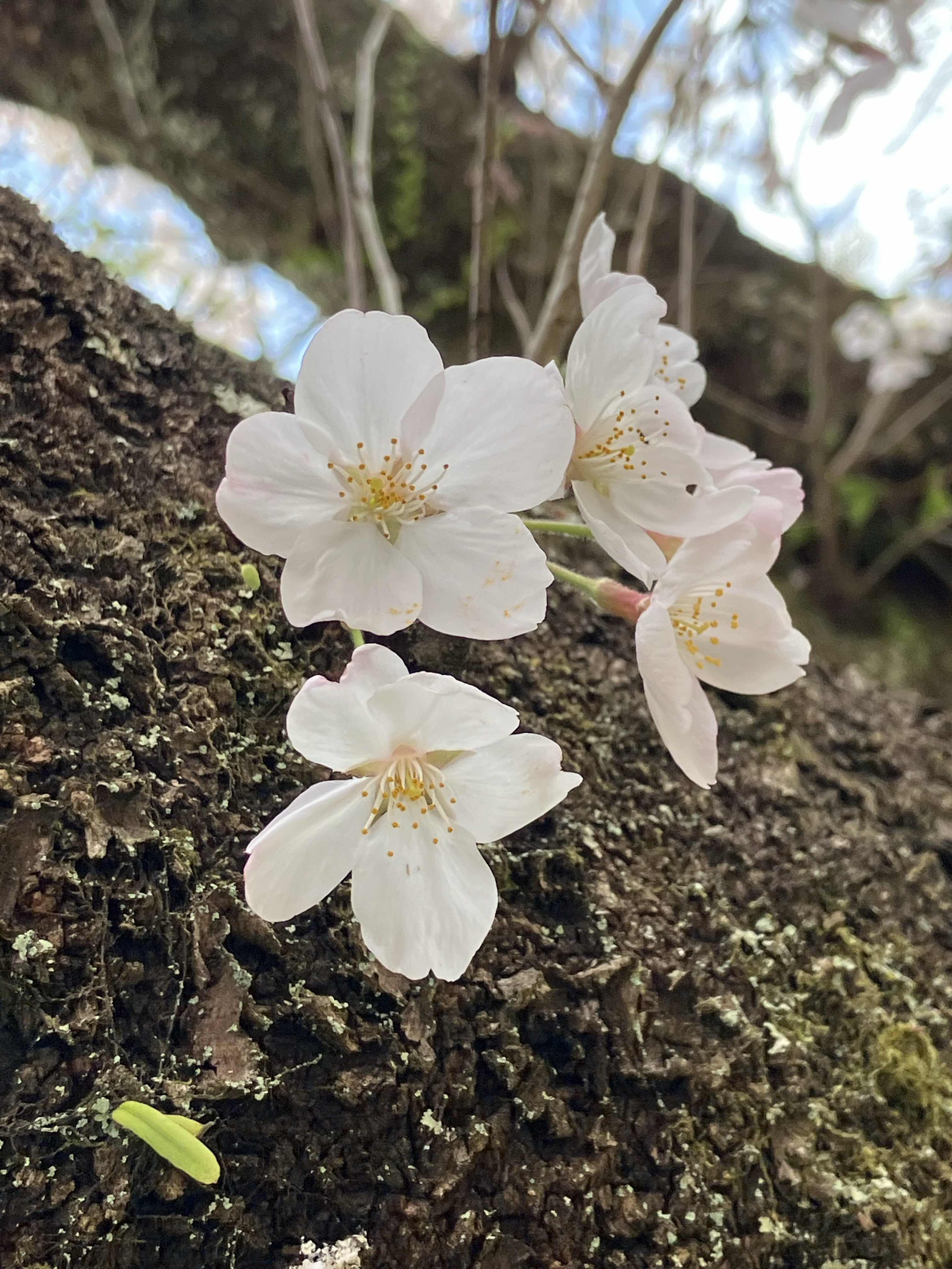 お花見
