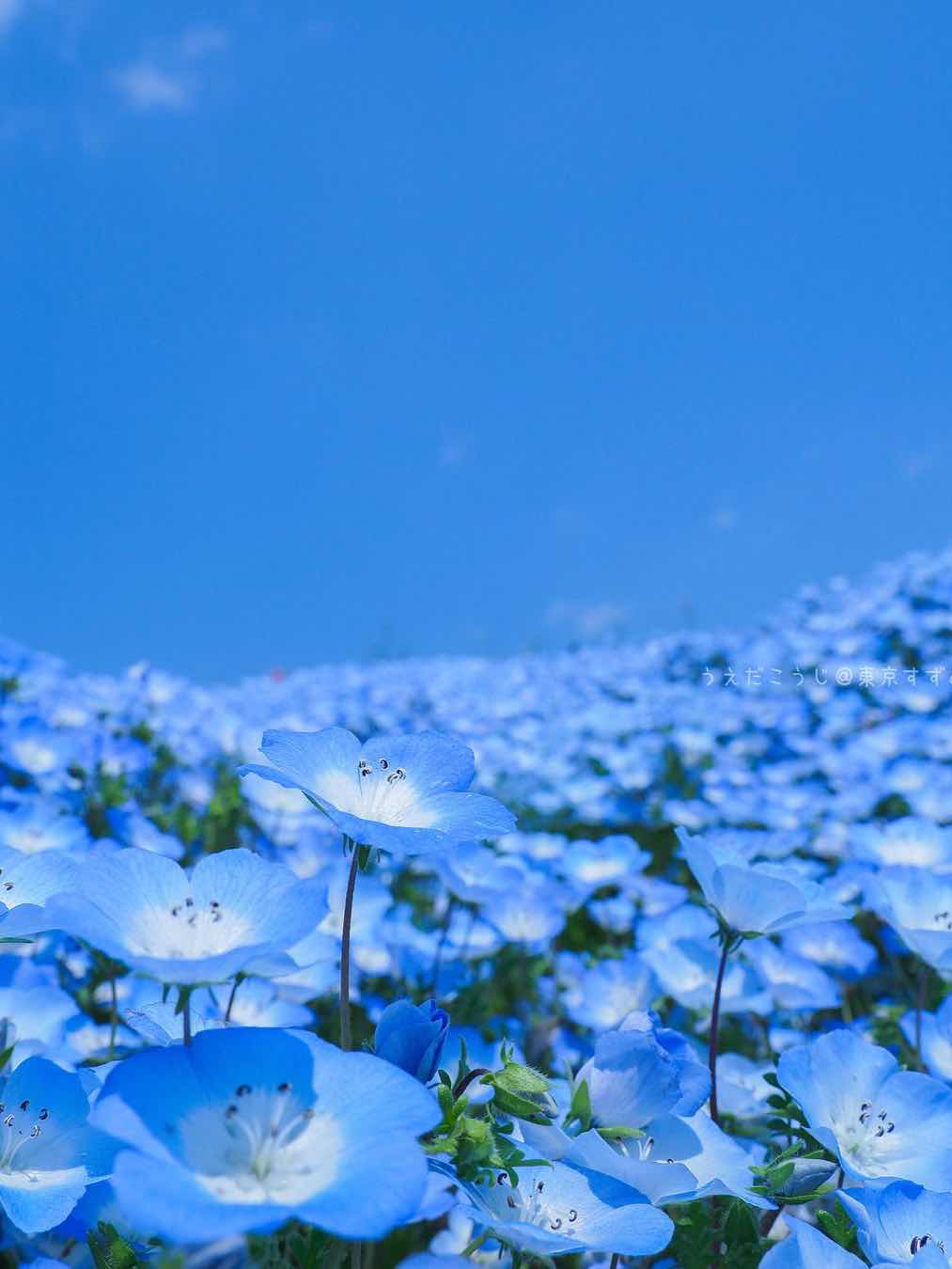 瑠璃唐草