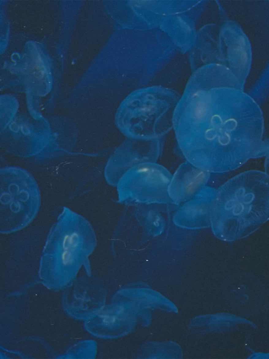 うららかな日々