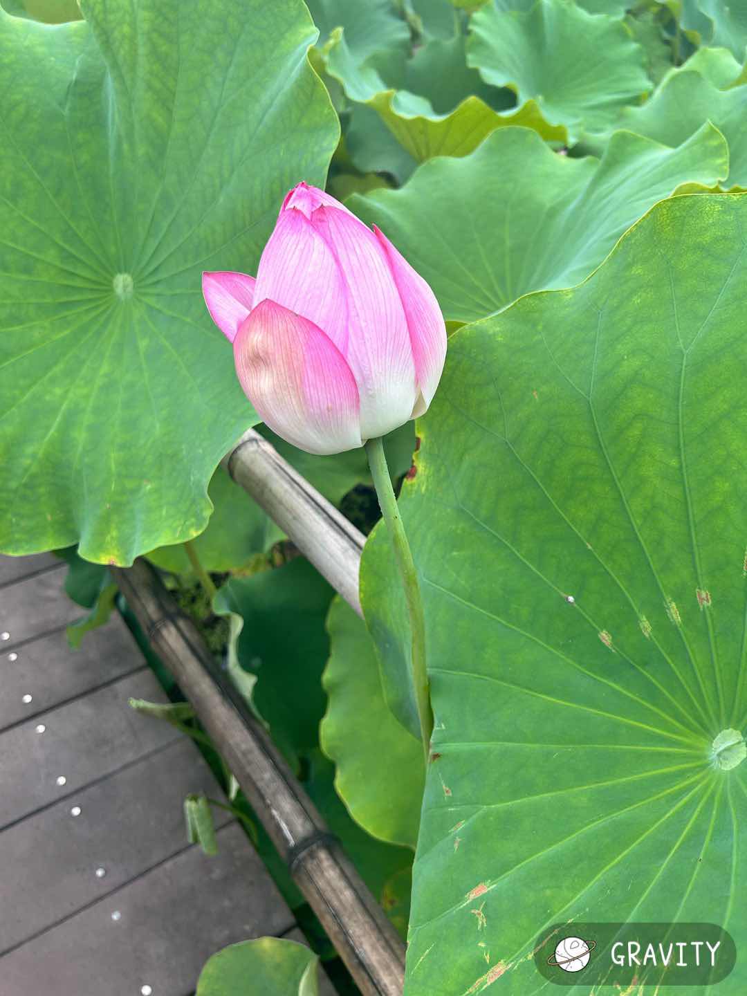 月とであう