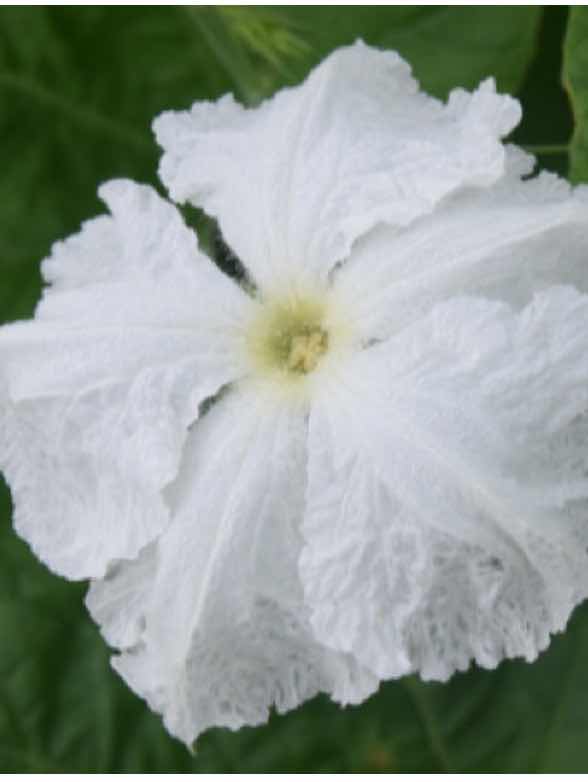 夕顔の花