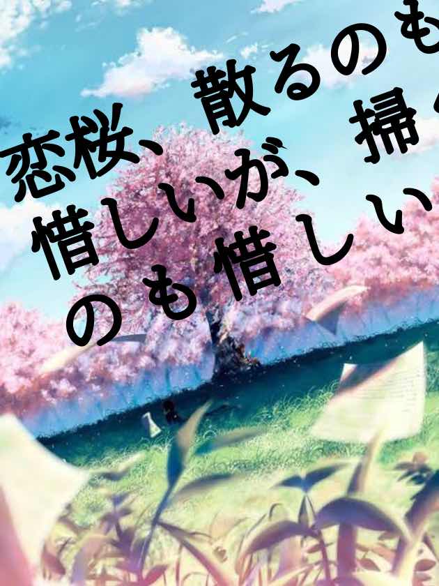 恋桜、散るのも惜しいが、掃くのも惜しい。