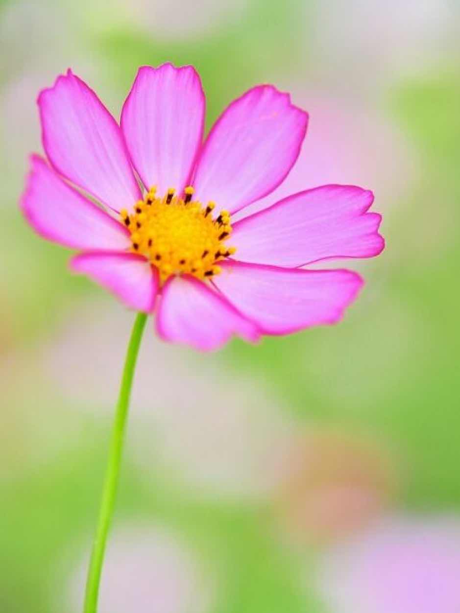 一輪のコスモス