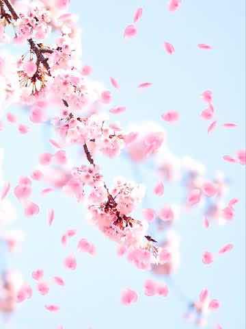 花びら