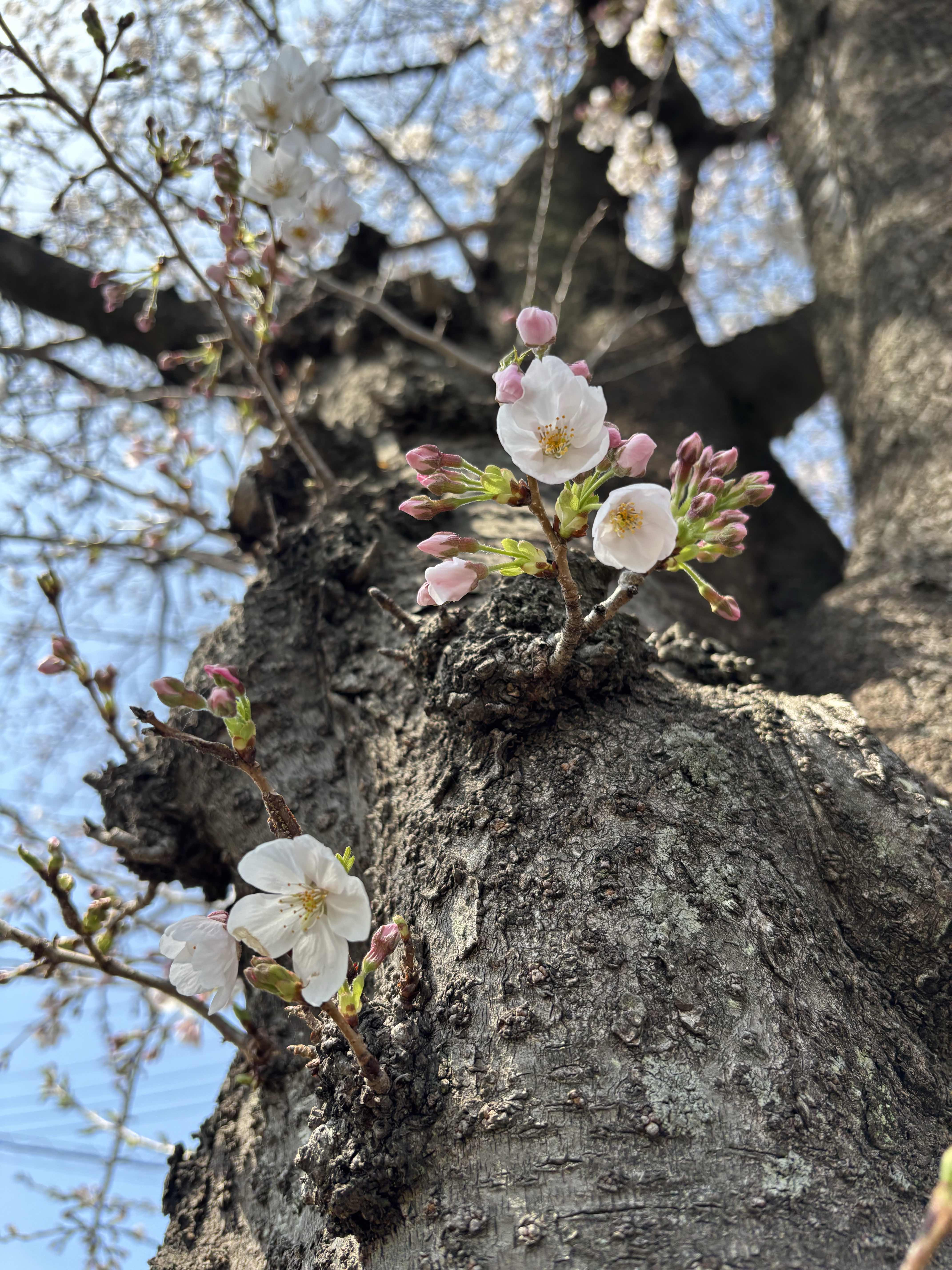 七分咲きの朝