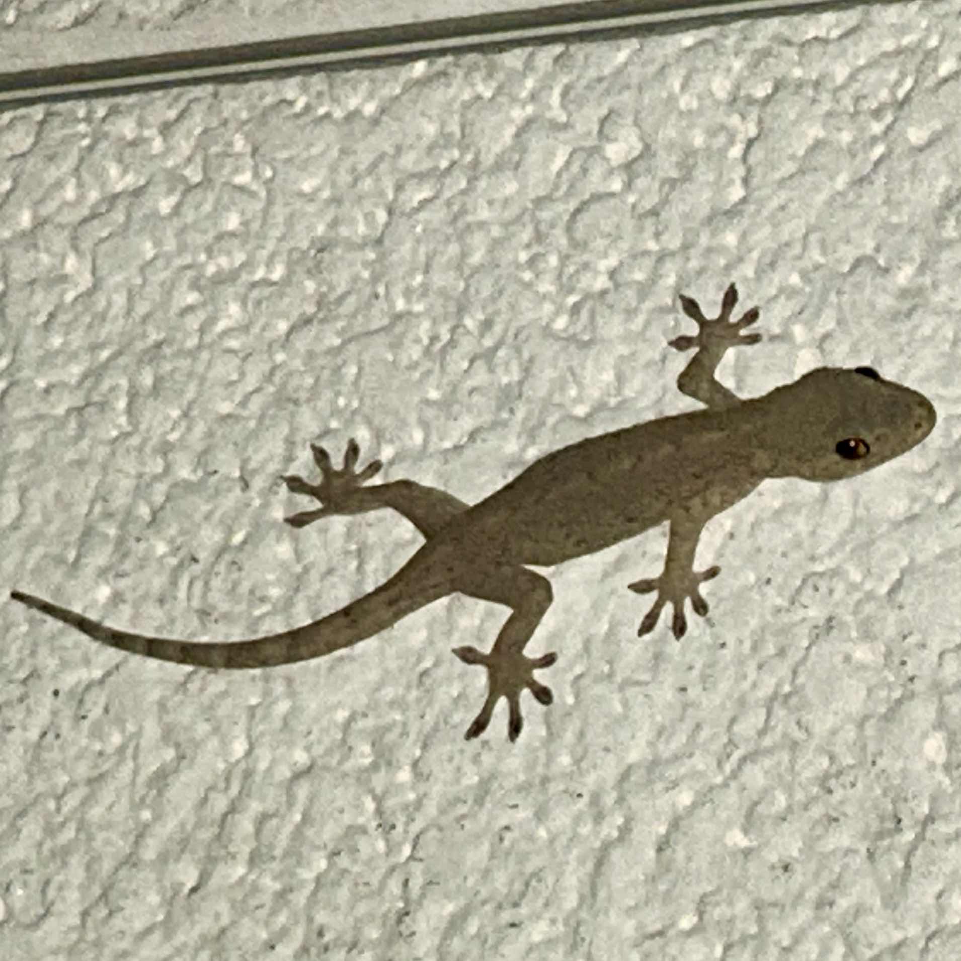 小野。