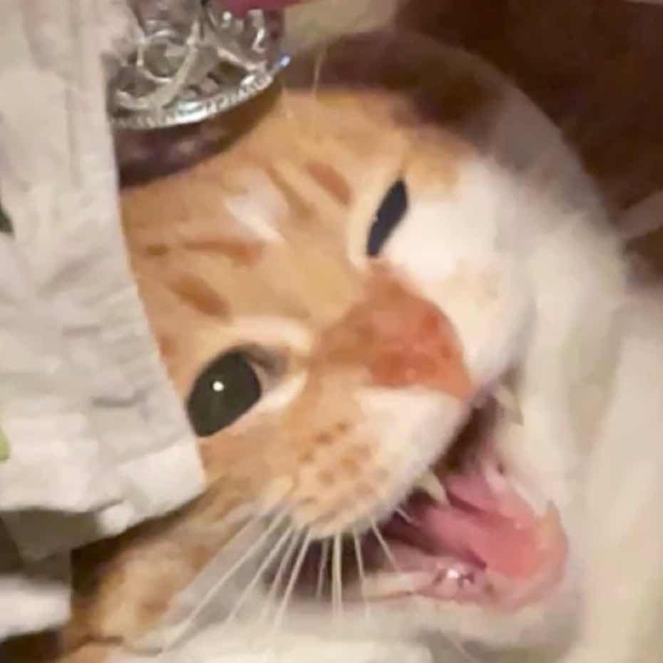 黒猫
