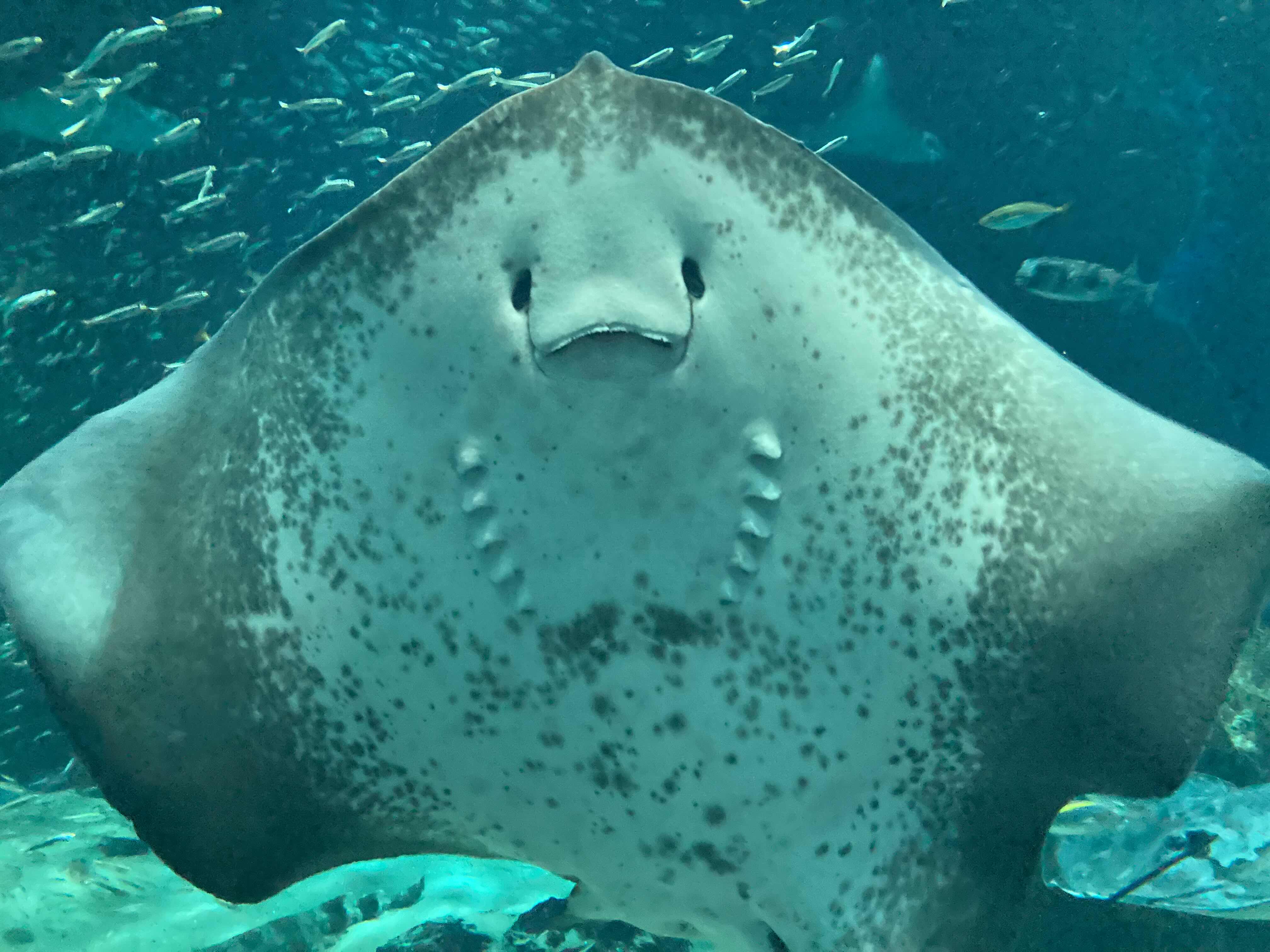 カタツムリ