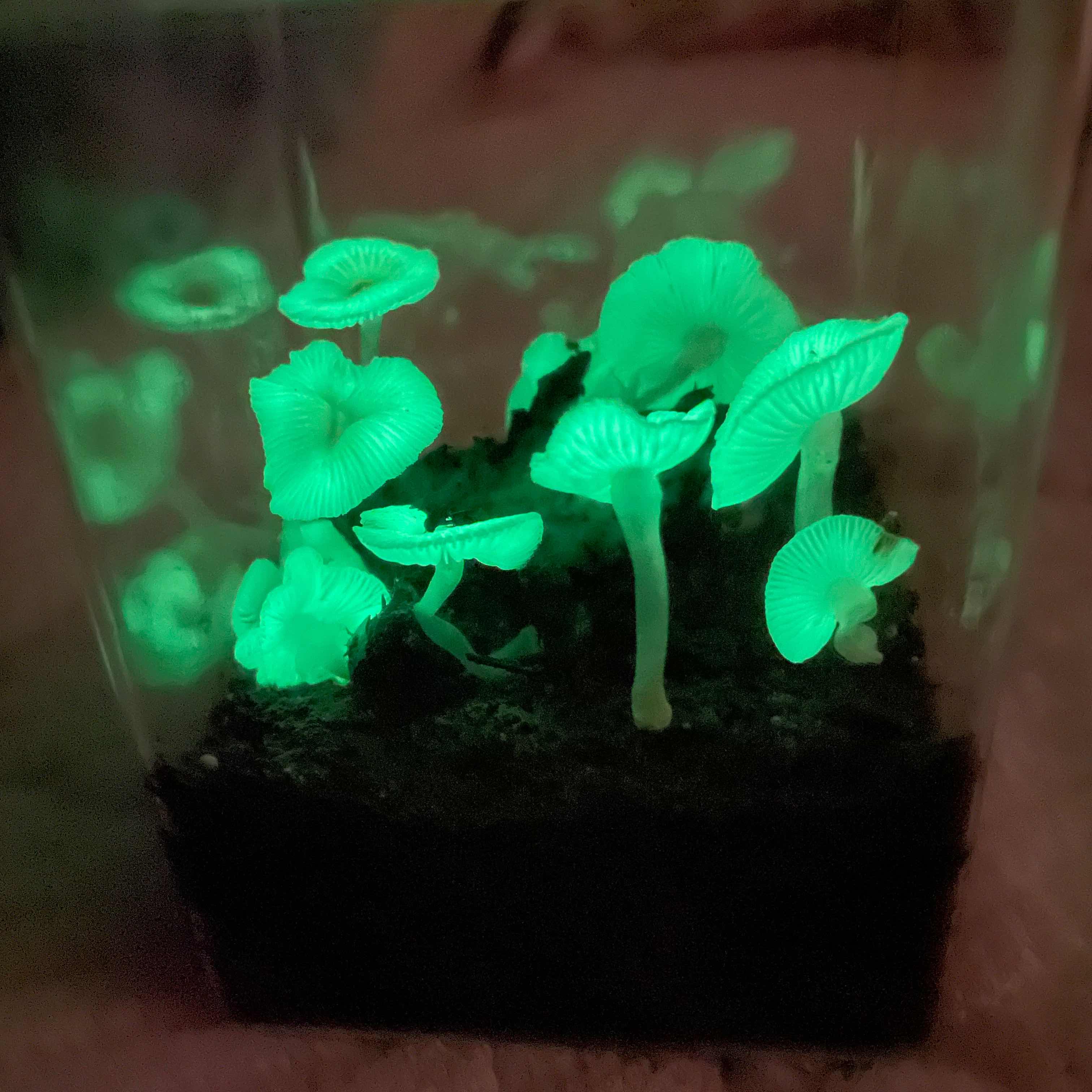 夜光茸