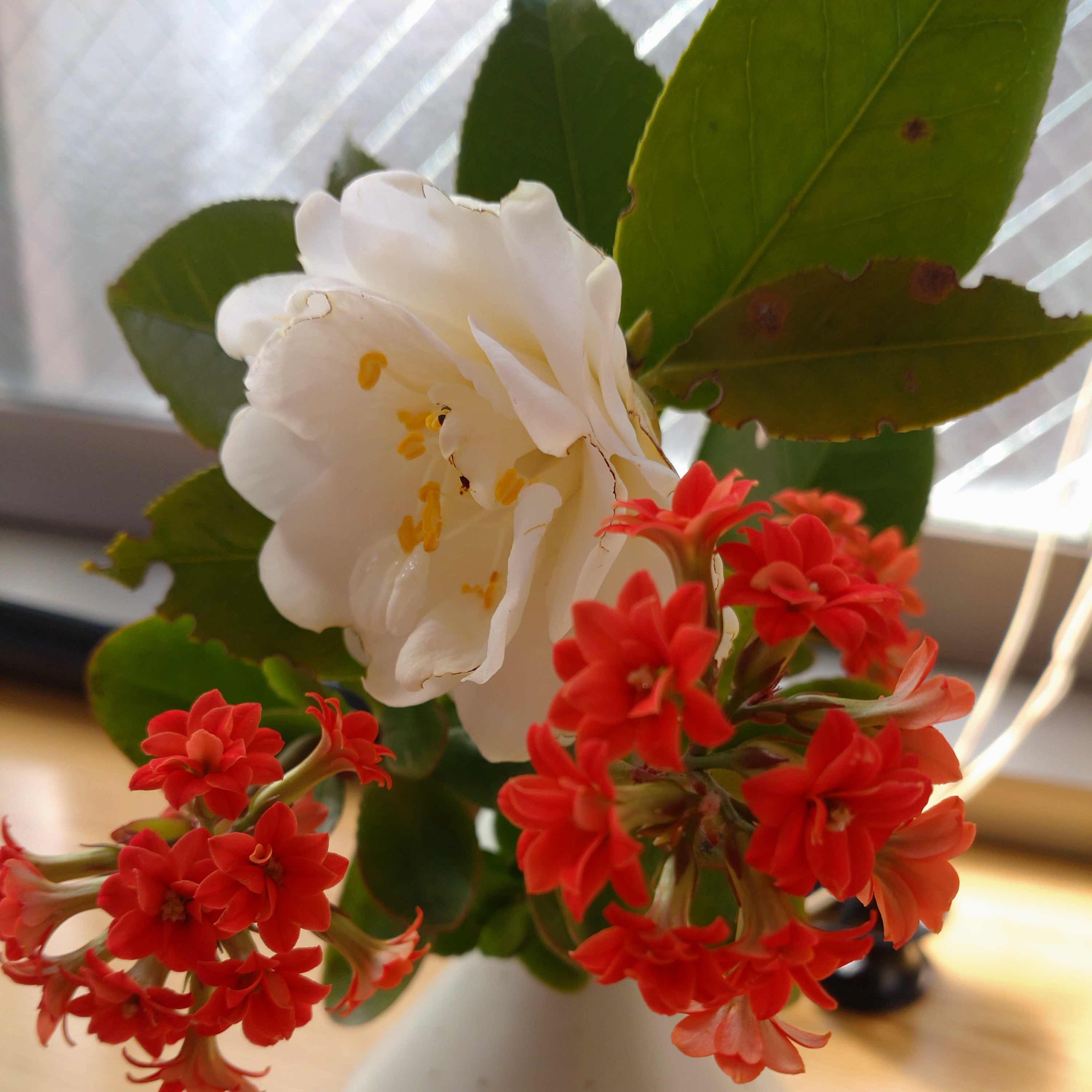 夜桜舞