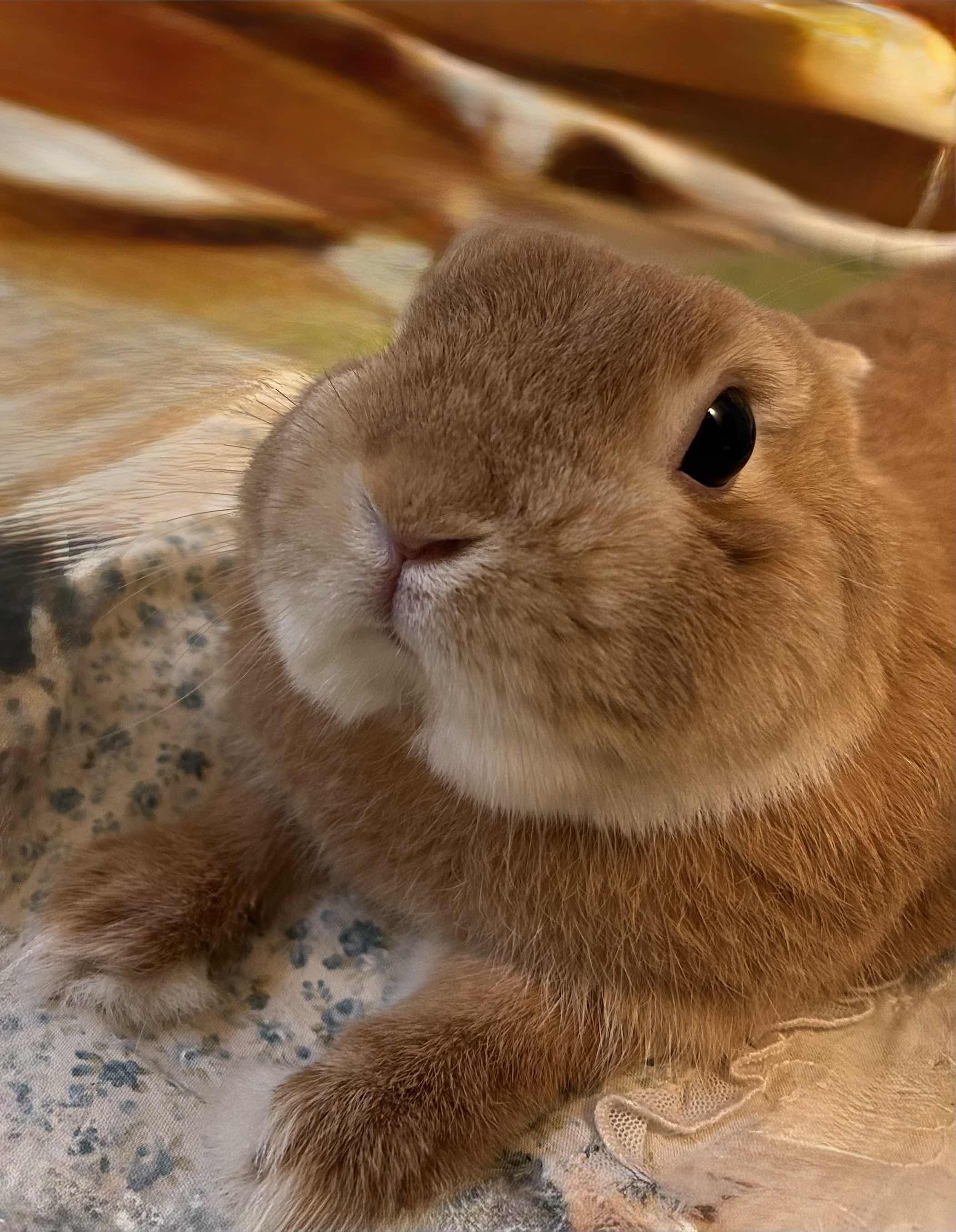 拓未
