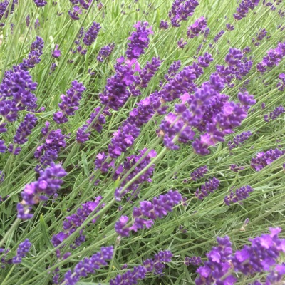 Lavendel & Livsbalans
