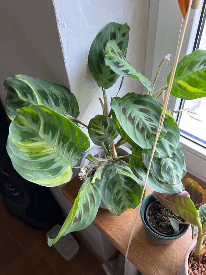 Maranta leuconeura Kerchoveana variegata 4
