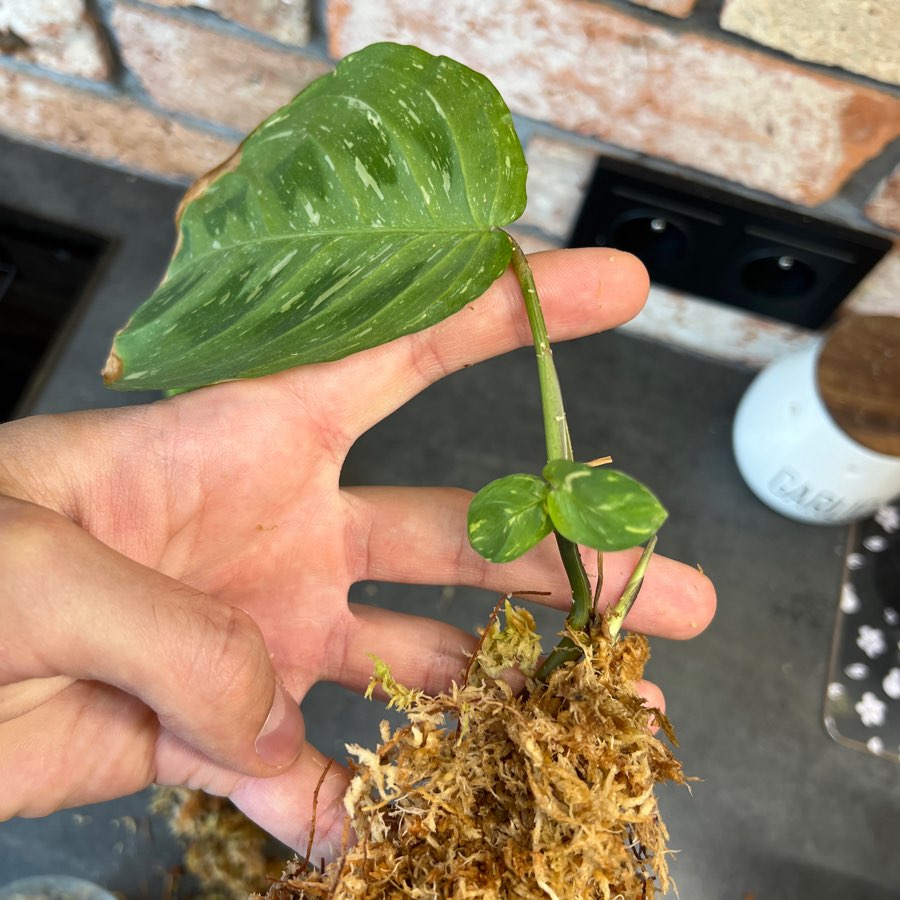 Maranta leuconeura Kerchoveana variegata