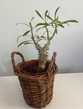 Pachypodium densiflorum