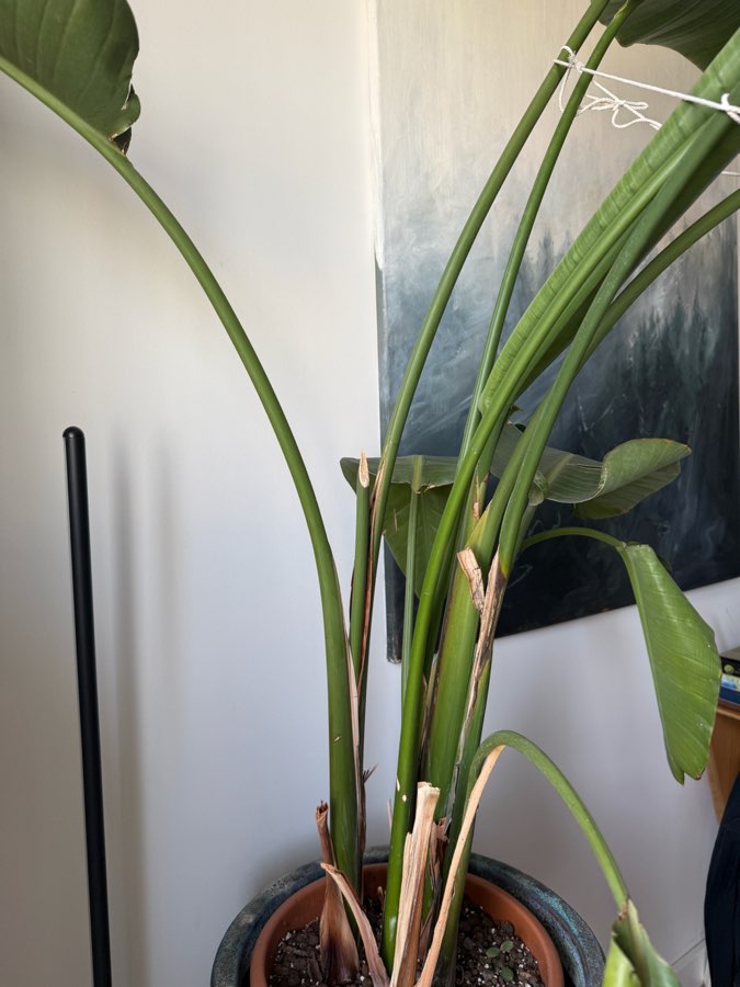 Strelicia 3