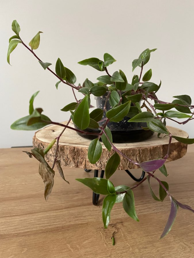 Oddam trzykrotkę 2