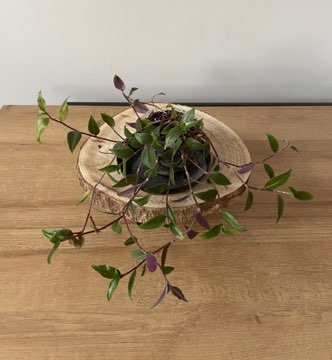 Oddam trzykrotkę