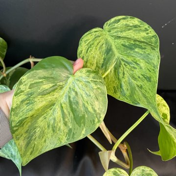 Philodendron Hederaceum Variegata