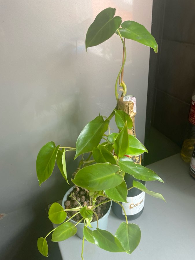 Philodendron Burle Marx Variegata regres 2