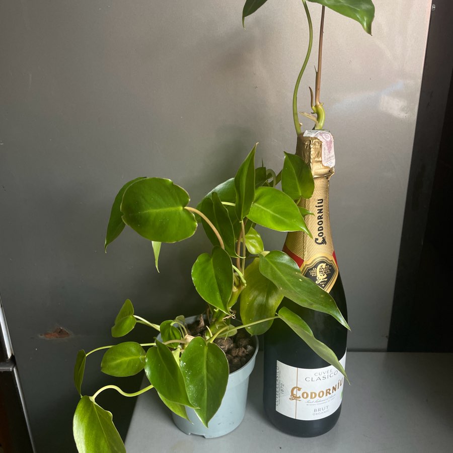 Philodendron Burle Marx Variegata regres