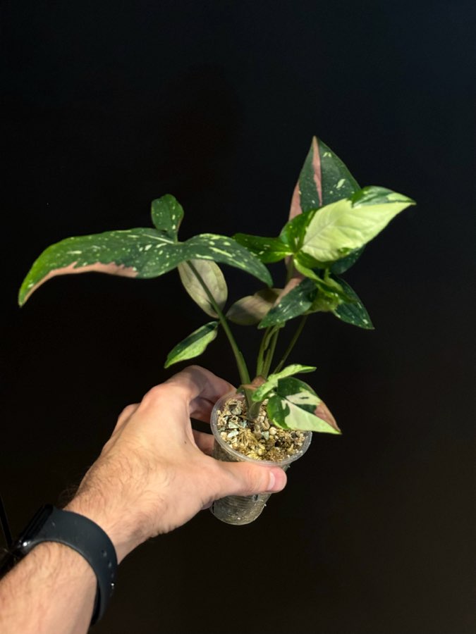 Syngonium red spot Tricolor 2