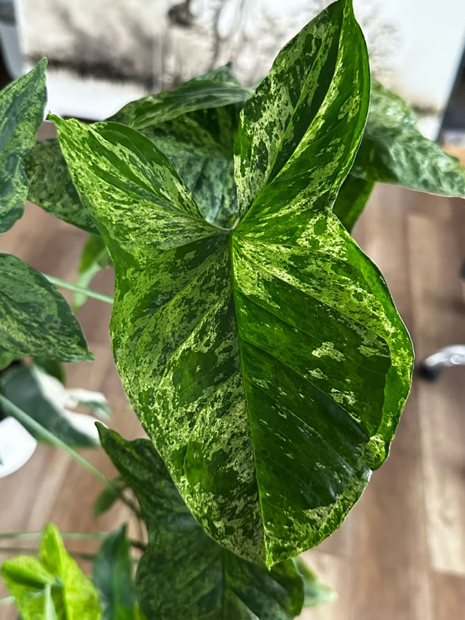 Syngonium Mottled Mohito Pięknie wybarwiona 2