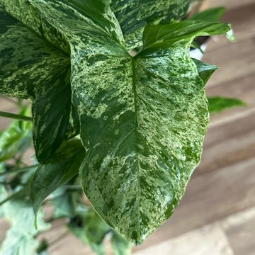 Syngonium Mottled Mohito Pięknie wybarwiona