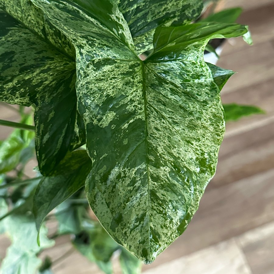 Syngonium Mottled Mohito Pięknie wybarwiona