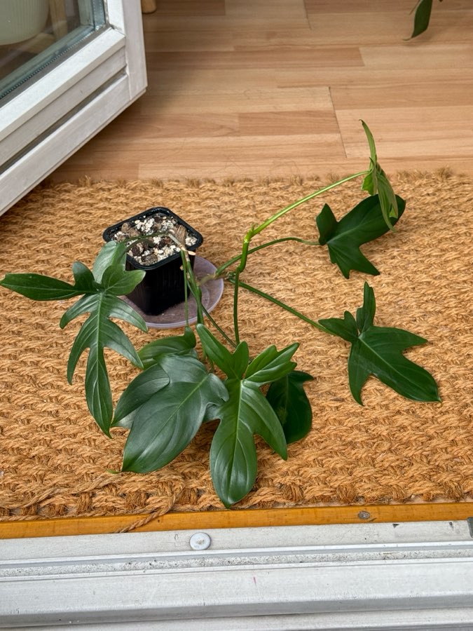 philodendron pedatum 4