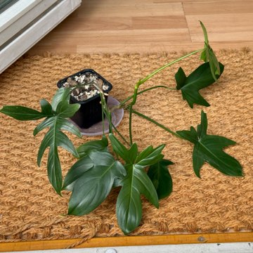 philodendron pedatum