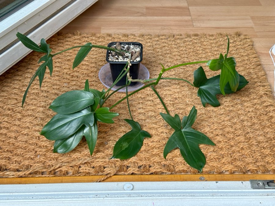 philodendron pedatum 2