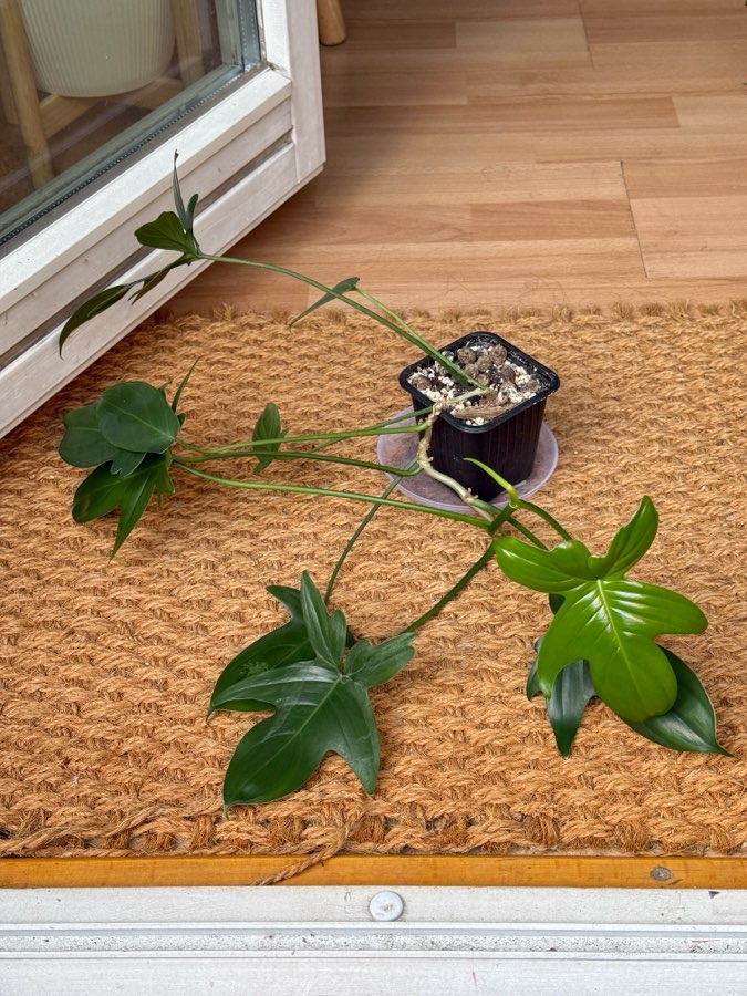 philodendron pedatum 3