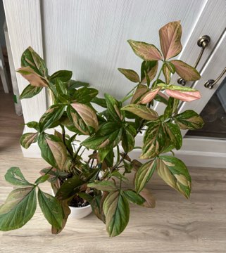 Syngonium Pink Splash