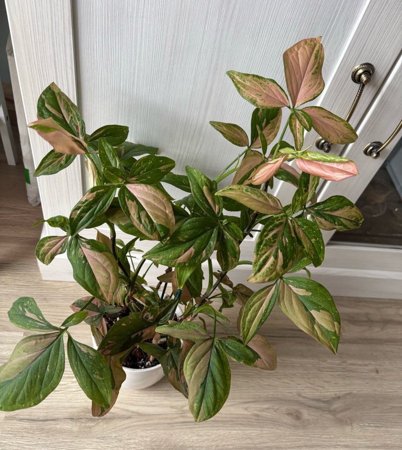 Syngonium Pink Splash