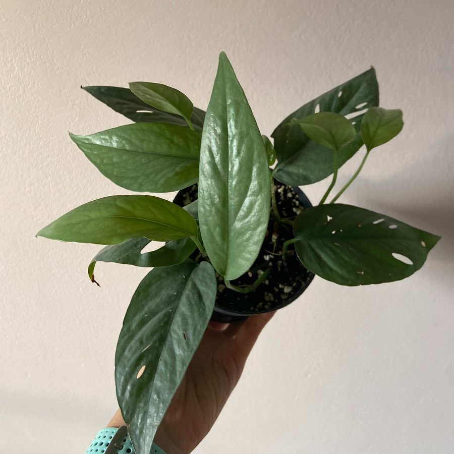 Epipremnum pinnatum 'Cebu Blue'