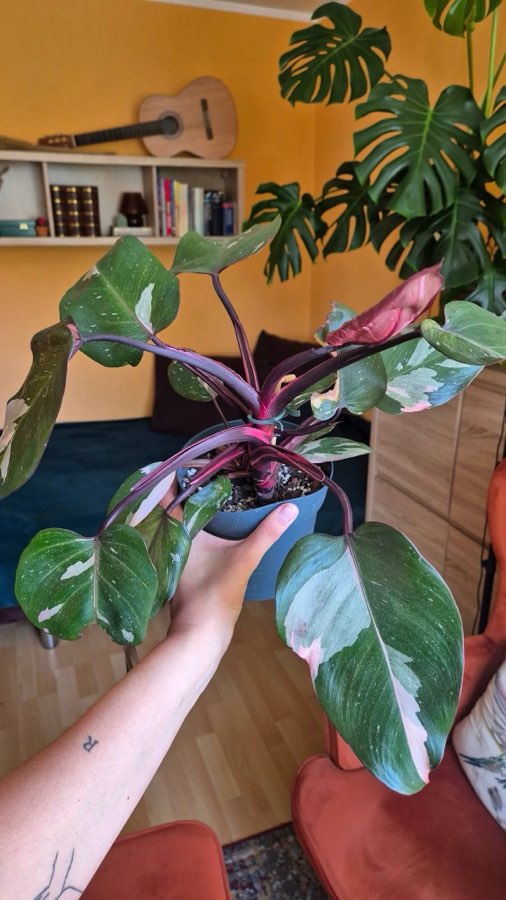 Philodendron Pink Princess 2