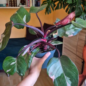 Philodendron Pink Princess