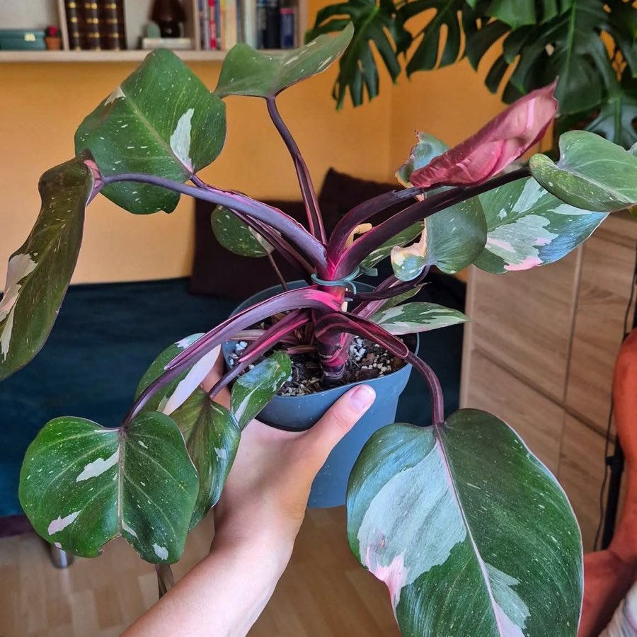 Philodendron Pink Princess