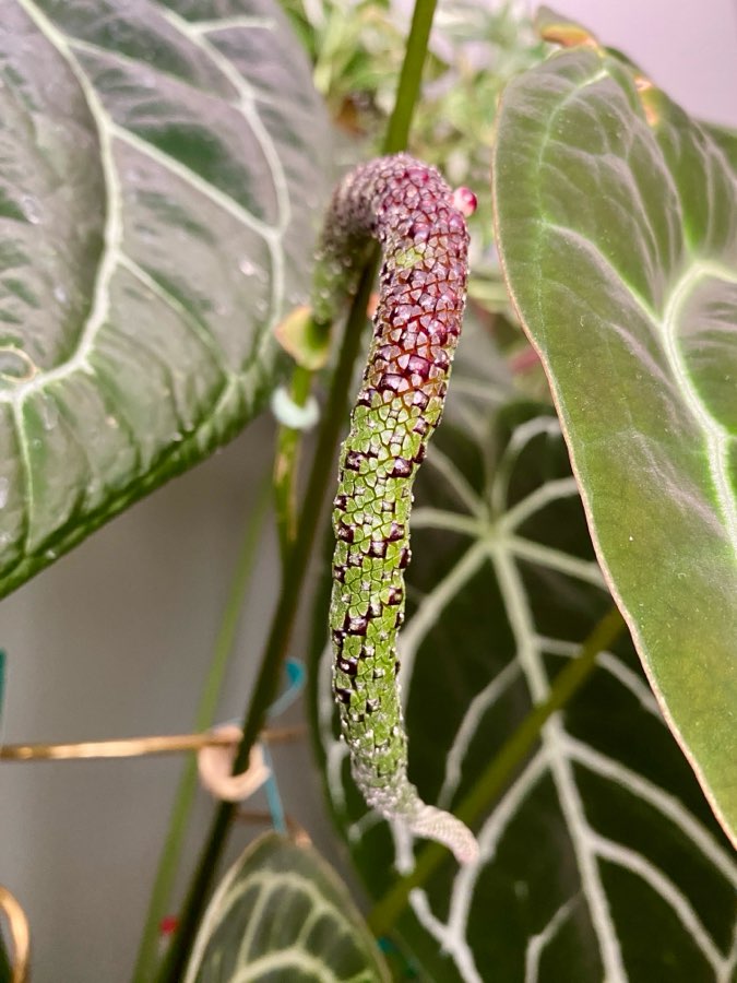 Anthurium Crystallinum Dark x Anthurium MagnificumX Nasiona 4