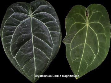 Anthurium Crystallinum Dark x Anthurium MagnificumX Nasiona